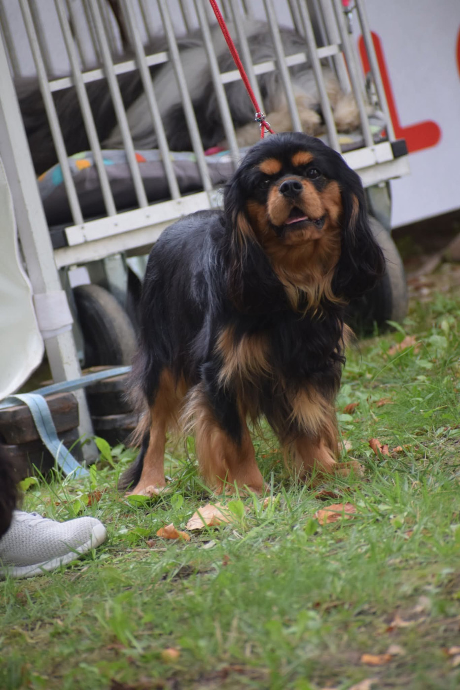 Very Good Trip of Sweet Little Kings (alias Happy) - Disponible en saillie