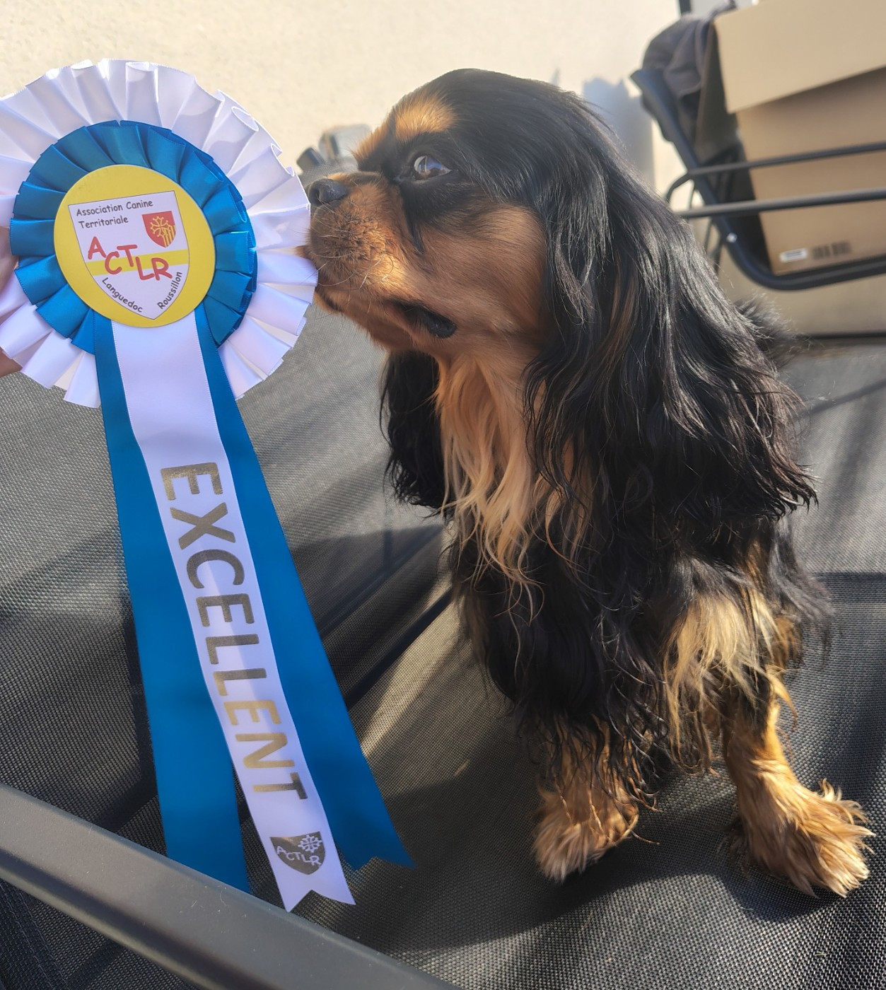 Exposition canine Béziers - Spéciale de Race