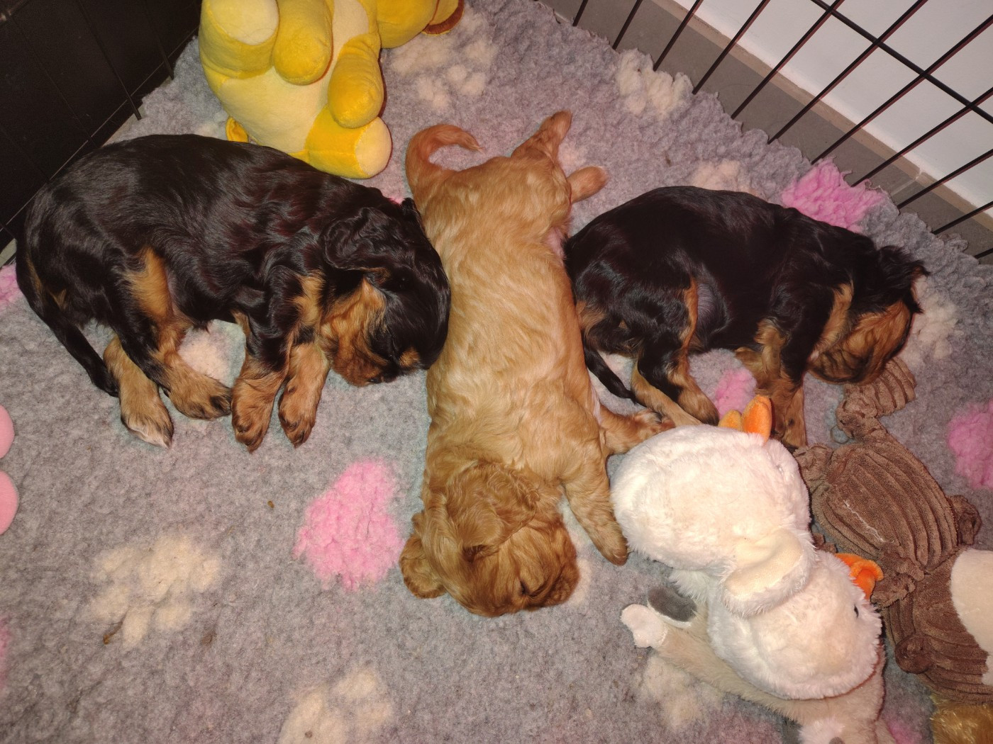 Des Lutins D'Ursuvic - 5 semaines pour les gloutons !