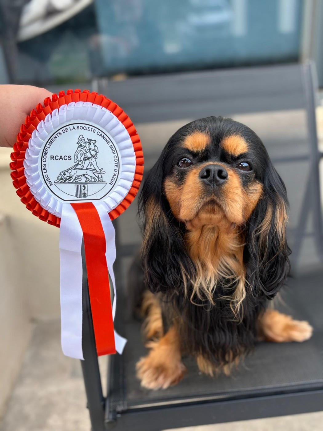 Exposition canine Cavaillon !