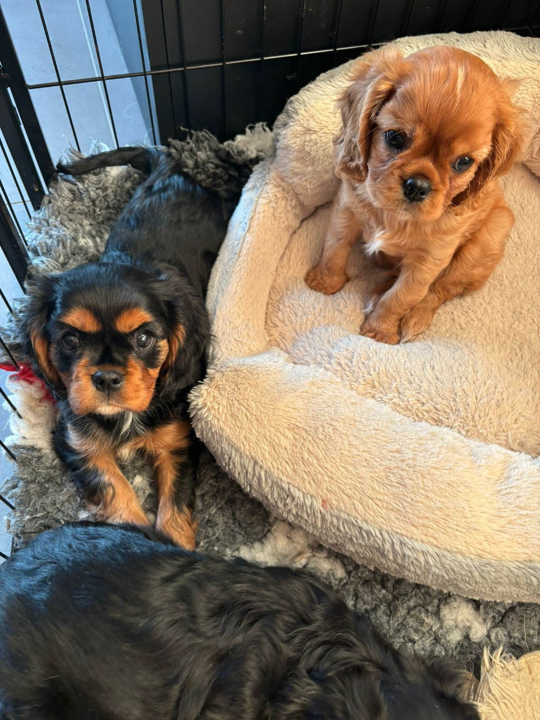 Des Lutins D'Ursuvic - 8 semaines pour les gloutons !