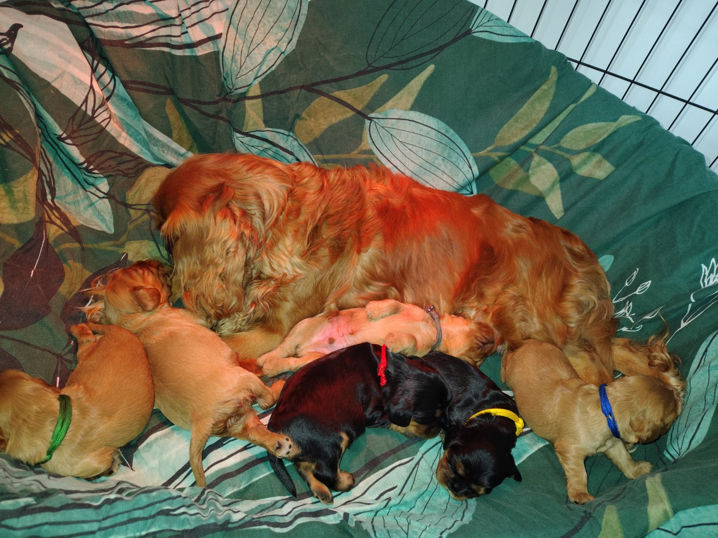 2 semaines pour les gloutons