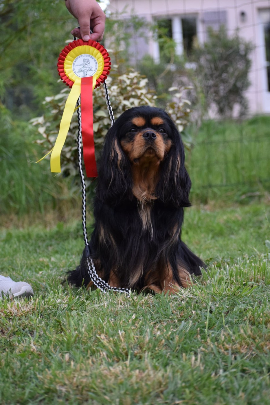 Exposition canine Martigues