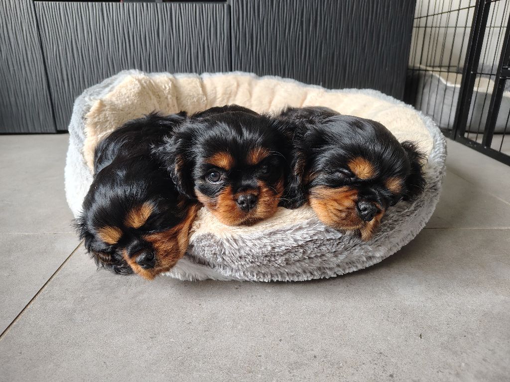 Chiot Cavalier King Charles Spaniel Des Lutins D'Ursuvic