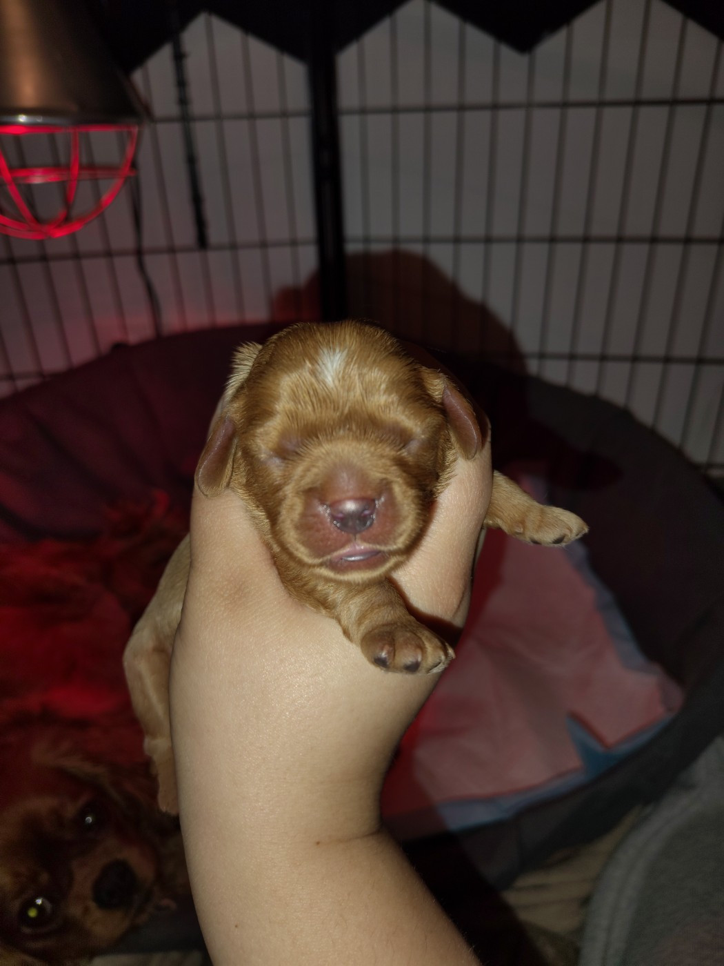 Des Lutins D'Ursuvic - Chiots disponibles - Cavalier King Charles Spaniel