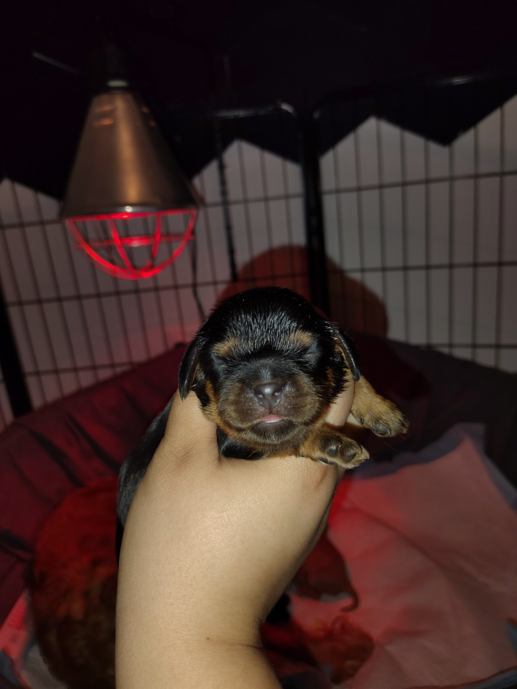 Des Lutins D'Ursuvic - Chiots disponibles - Cavalier King Charles Spaniel