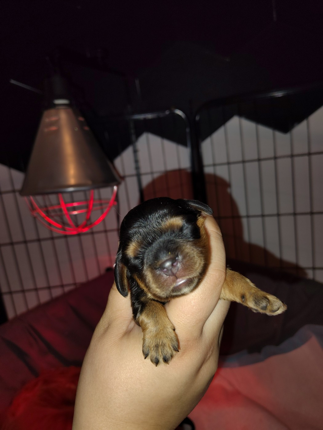 Des Lutins D'Ursuvic - Chiots disponibles - Cavalier King Charles Spaniel