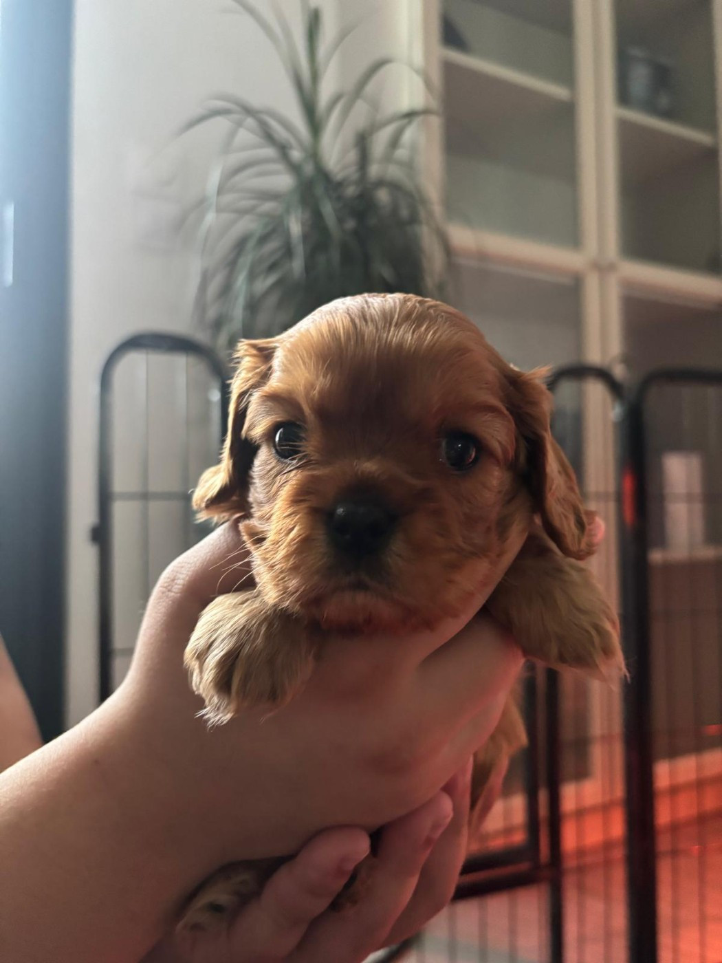 Des Lutins D'Ursuvic - Chiots disponibles - Cavalier King Charles Spaniel