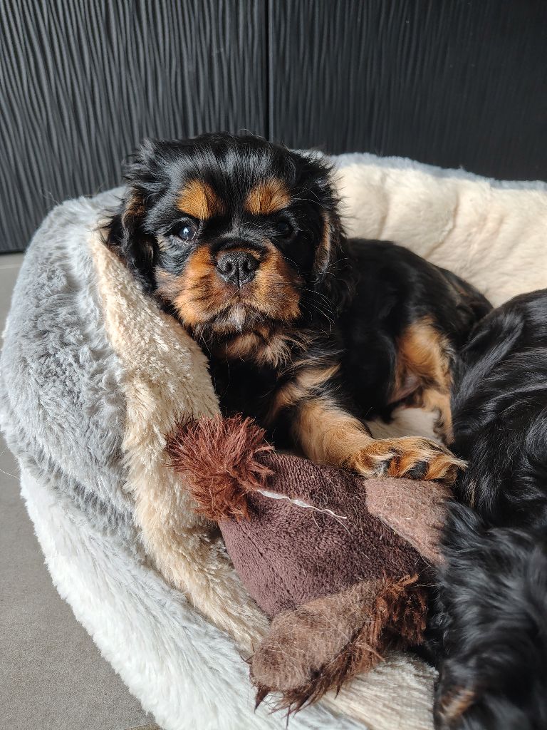 Des Lutins D'Ursuvic - Chiots disponibles - Cavalier King Charles Spaniel