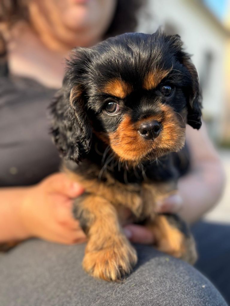Asha