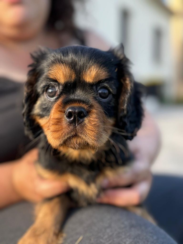 Des Lutins D'Ursuvic - Chiots disponibles - Cavalier King Charles Spaniel