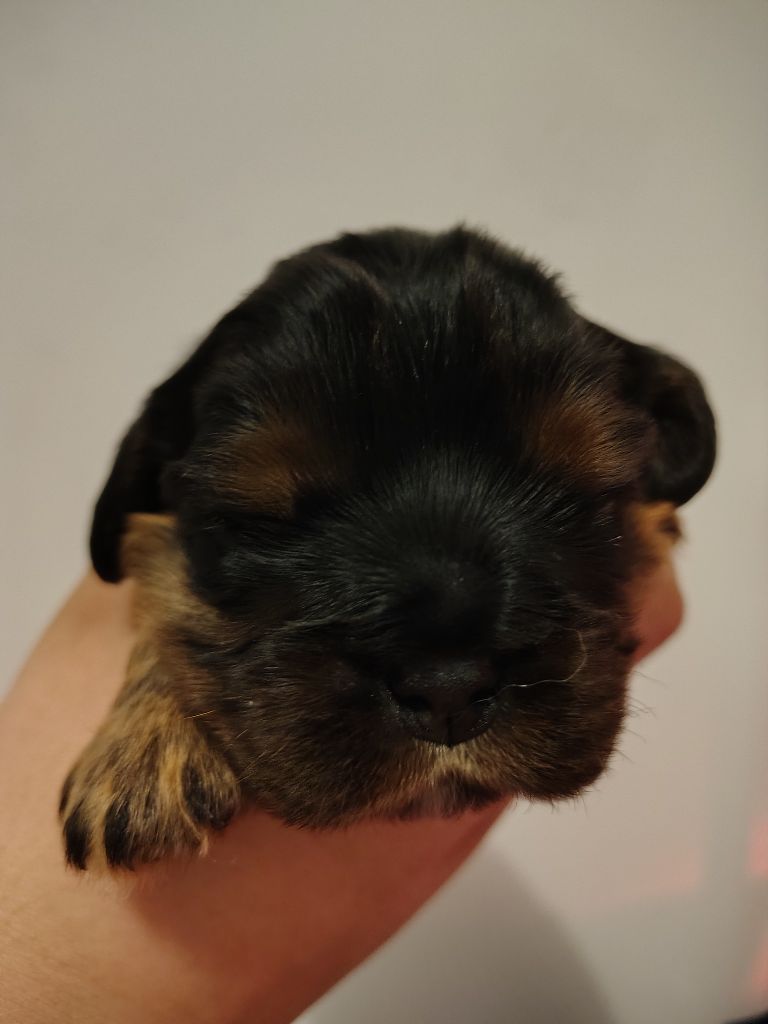 Des Lutins D'Ursuvic - Chiots disponibles - Cavalier King Charles Spaniel